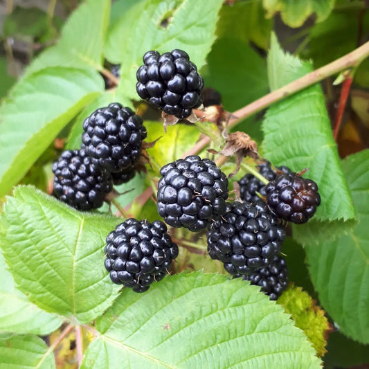 Rubus fruticosus 'Illini' (biologique)