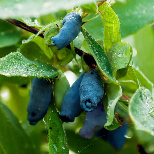 Lonicera caerulea 'Indigo Gem'(biologique)