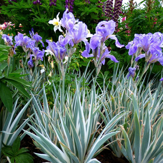 Iris pallida 'Argentea Variegata'