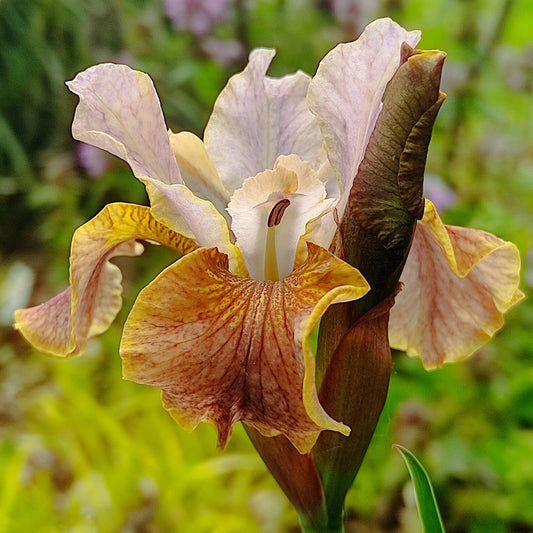 Iris sibirica 'Colonel Mustard'