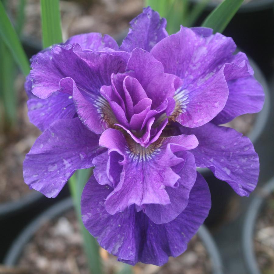 Iris sibirica 'Concord Crush'