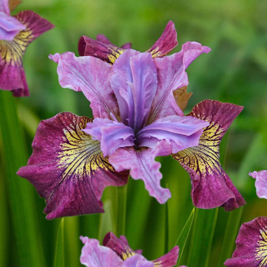 Iris sibirica 'Miss Apple'