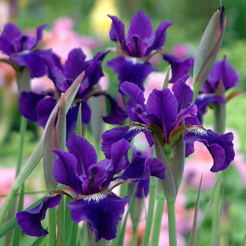 Iris sibirica 'Ruffled Velvet'