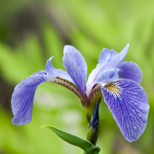 Iris versicolor 'Blue Flag'