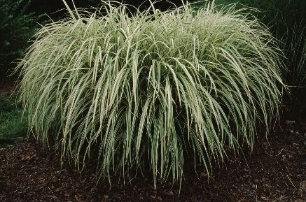 Miscanthus sinensis 'Variegatus'