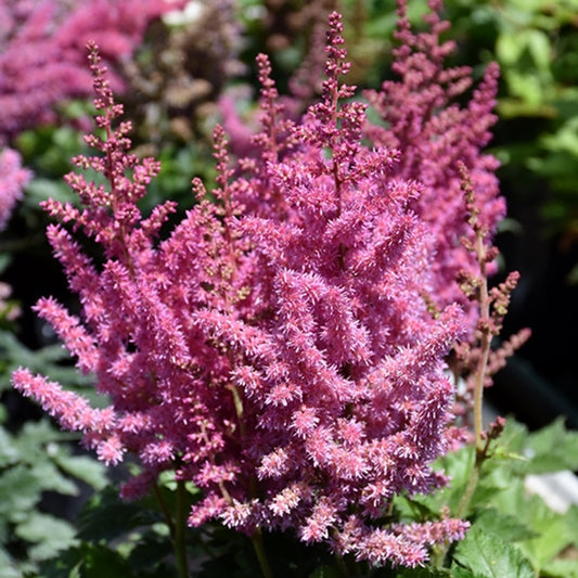 Astilbe chinensis 'Vision in Pink'