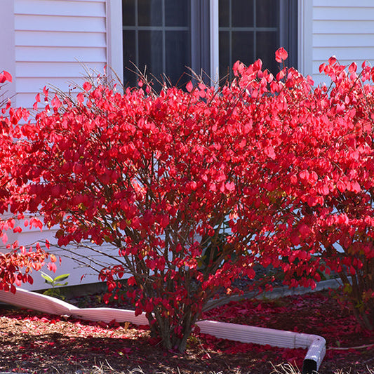 Euonymus alatus  'Chicago Fire' (Timber Creek)