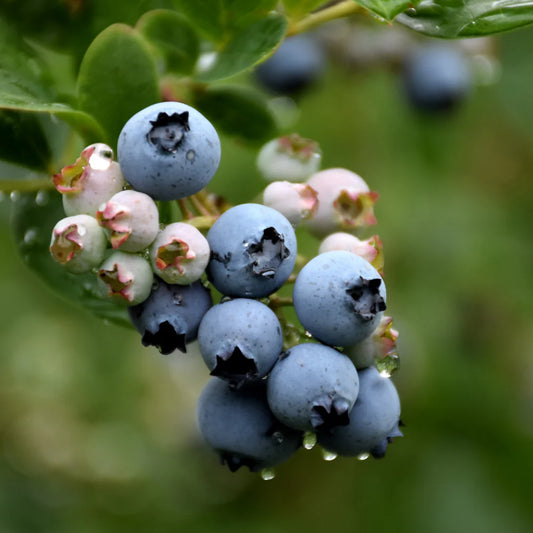 Vaccinium corymbosum 'Duke' (biologique)