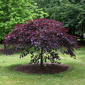 Cercis canadensis 'Ruby Falls'