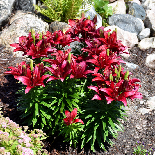 Lilium 'Tiny Rocket'