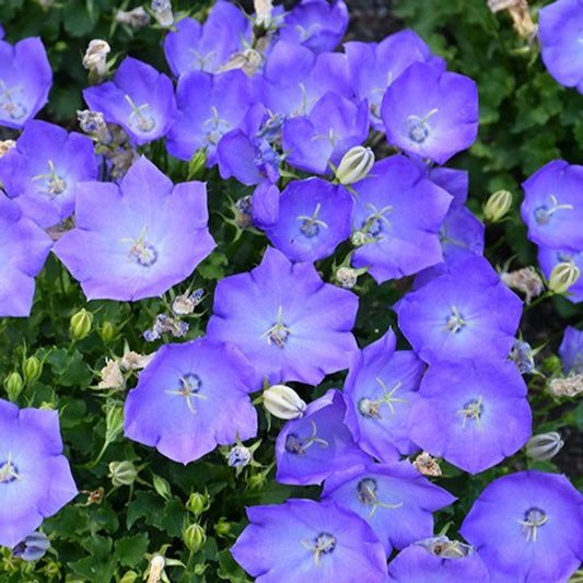 Campanula carpatica 'Rapido Blue'