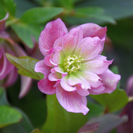 Helleborus 'Maid of Honor'