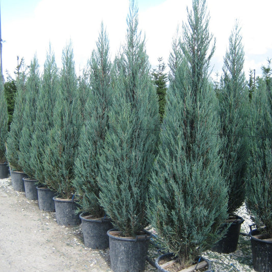 Juniperus virginia 'Blue Arrow'