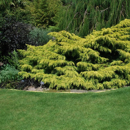 Juniperus chinensis 'Old Gold'