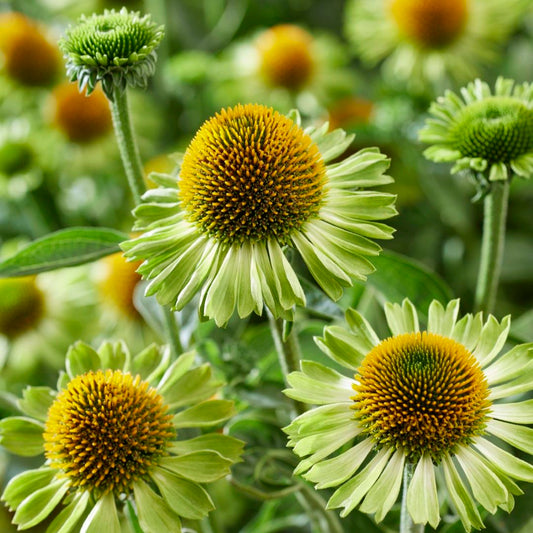 Echinacea MOOODZ Jealousy