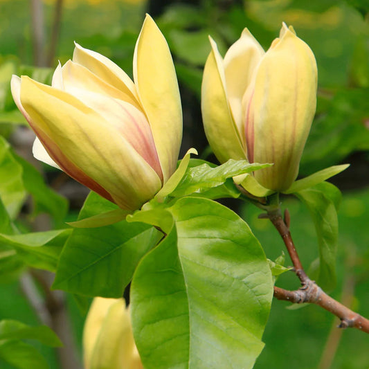 Magnolia 'Judy Zuk'