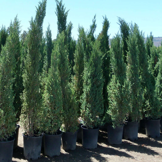 Juniperus chinensis 'Blue Point'