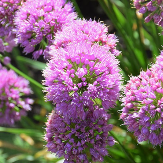 Allium 'Serendipity'