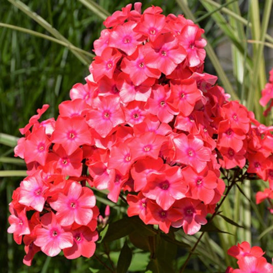 Phlox paniculata 'Coral Flame'