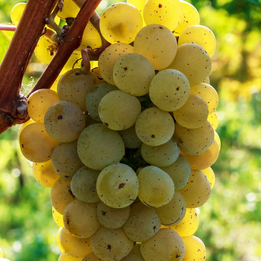 Vitis riparia 'Prairie Star' (biologique)
