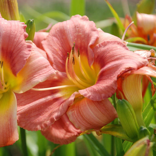 Hemerocallis 'Rosy Returns'