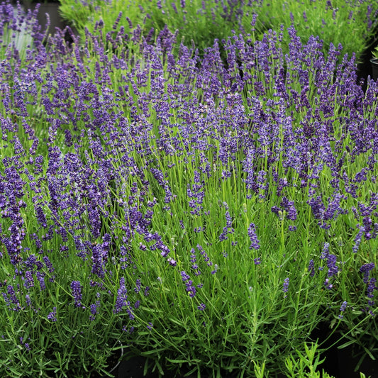 Lavandula angustifolia 'Munstead'