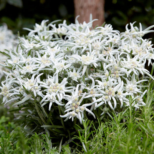 Leontopodium alpinum 'Blossom of Snow'