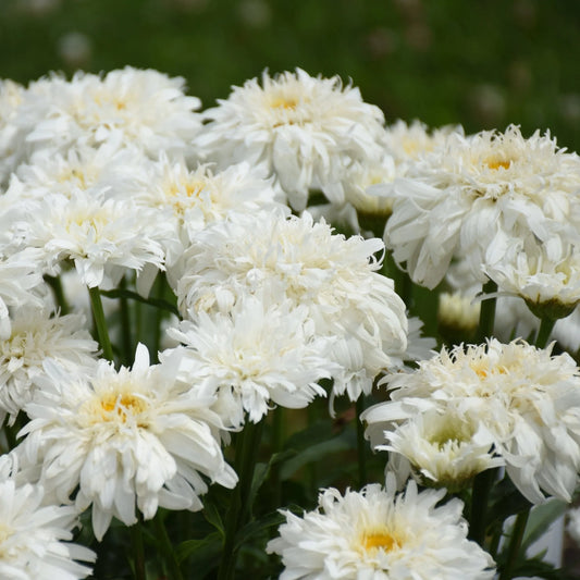 Leucanthemum superbum 'Marshmallow'
