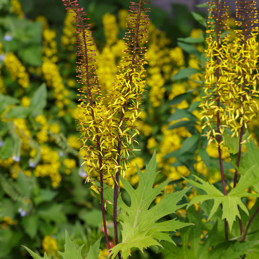 Ligularia przewalskii (Senecio przewalskii)