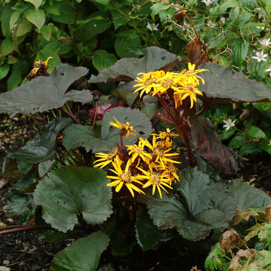 Ligularia dentata 'Britt-Marie Crawford'