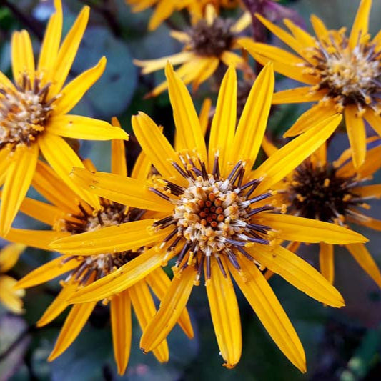 Ligularia dentata Britt-Marie Crawford