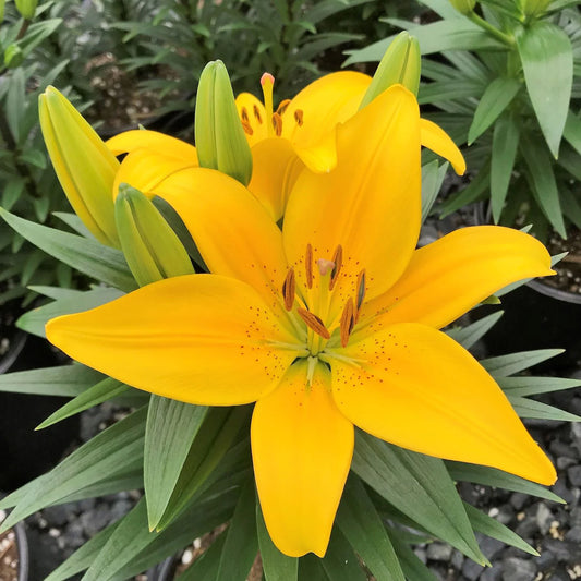 Lilium 'Tiny Bee'