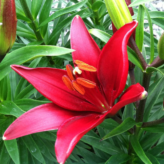 Lilium 'Tiny Ghost'