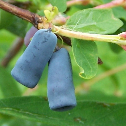 Lonicera caerulea 'Aurora' (biologique)