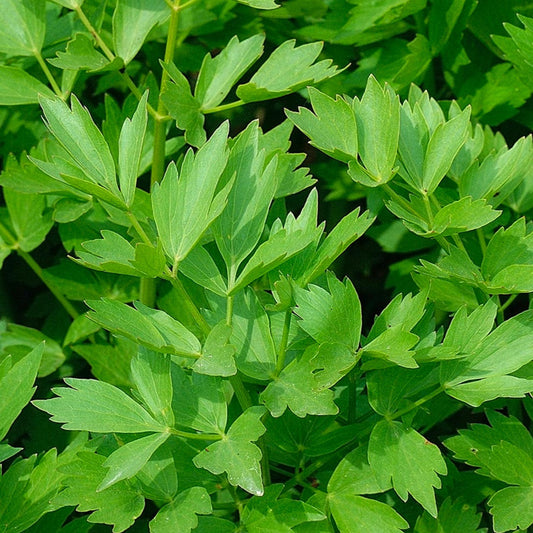 Levisticum officinale