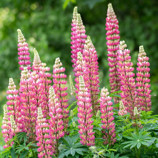 Lupinus Mini Gallery 'Pink Bicolor'