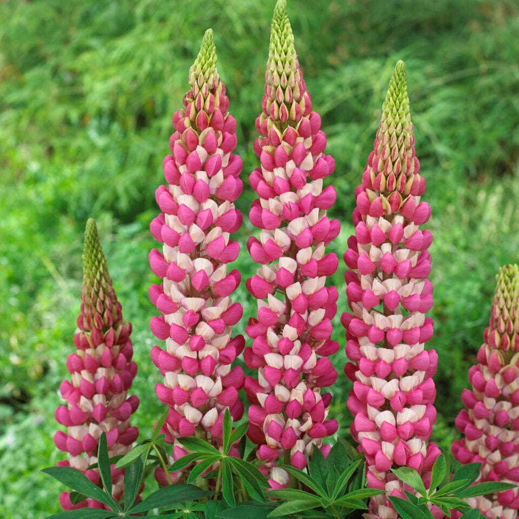 Lupinus Westcountry 'Rachel de Thame'
