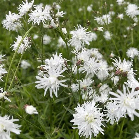 Lychnis flos-cuculi 'Petit Henry'