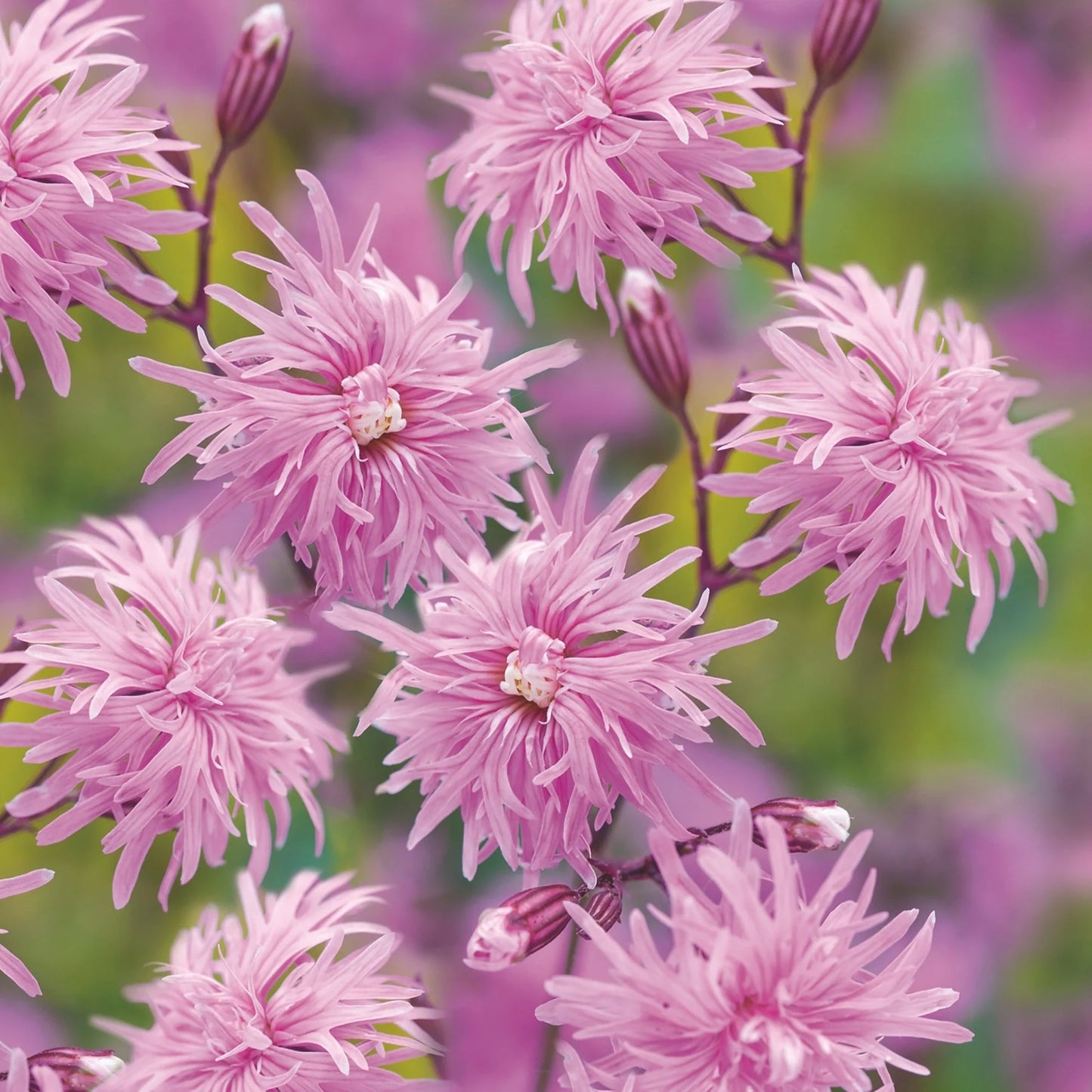 Lychnis flos-cuculi 'Petite Jenny'