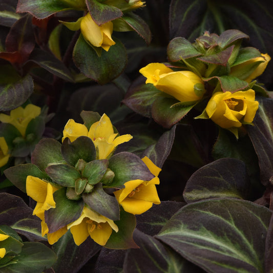 Lysimachia 'Night Light'