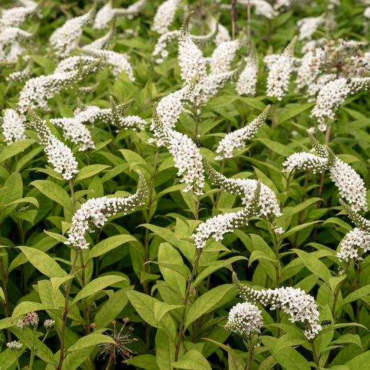 Lysimachia clethroides