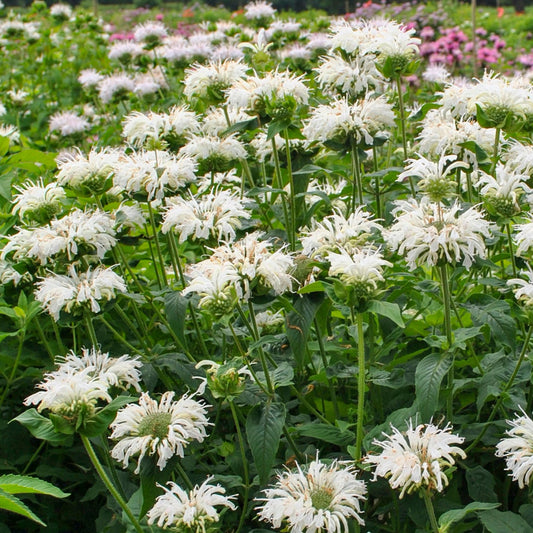Monarda ‘Bee-Bright’ (Bee-You)