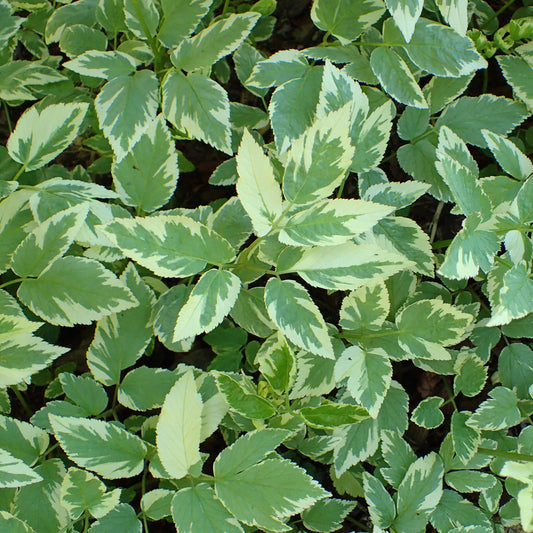 Aegopodium podagraria 'Variegatum'