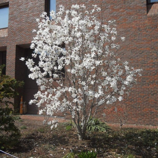 Magnolia stellata 'Royal Star' (talle)