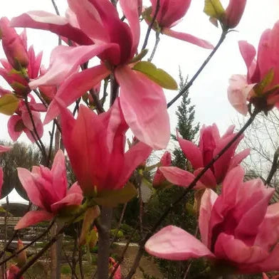 Magnolia acuminata 'Daybreak'