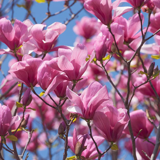 Magnolia acuminata 'Galaxy'