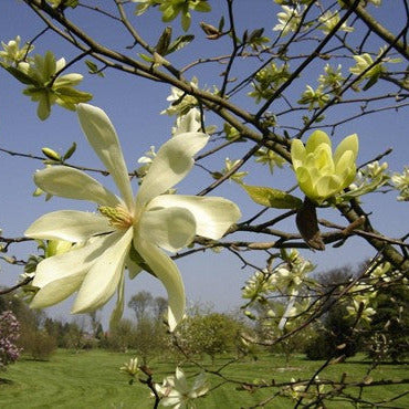 Magnolia acuminata 'Goldstar'