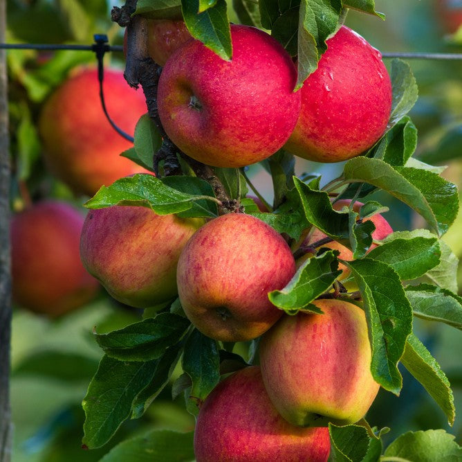 Malus 'Royal Gala' (Tenroy)