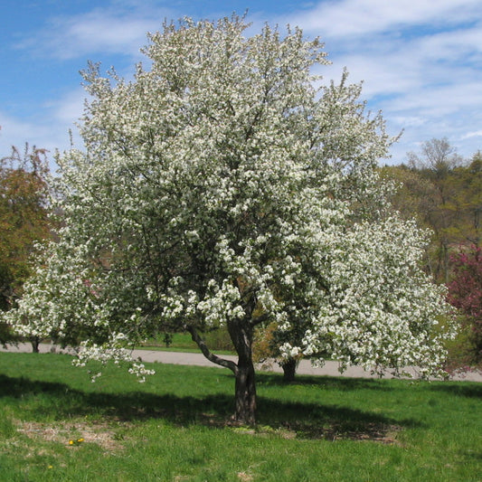 Malus 'Dolgo'