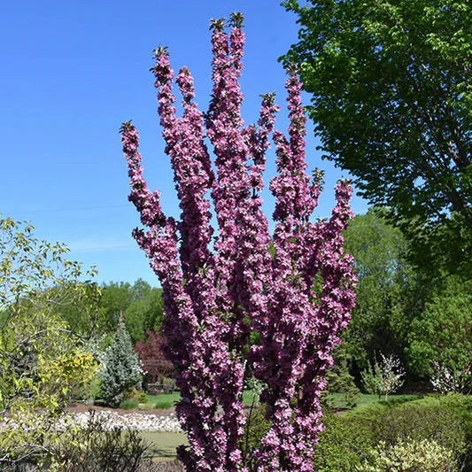 Malus 'purple Spire' (Jefspire)